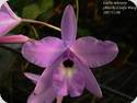 Laelia rubescens